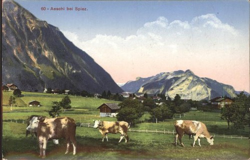 Aeschi spiez panorama kuehe - spiez,